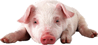 Por qué el precio del cerdo se dispara en el mundo (y quiénes ...