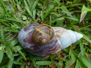 Achatina sp. vs Helix aspersa