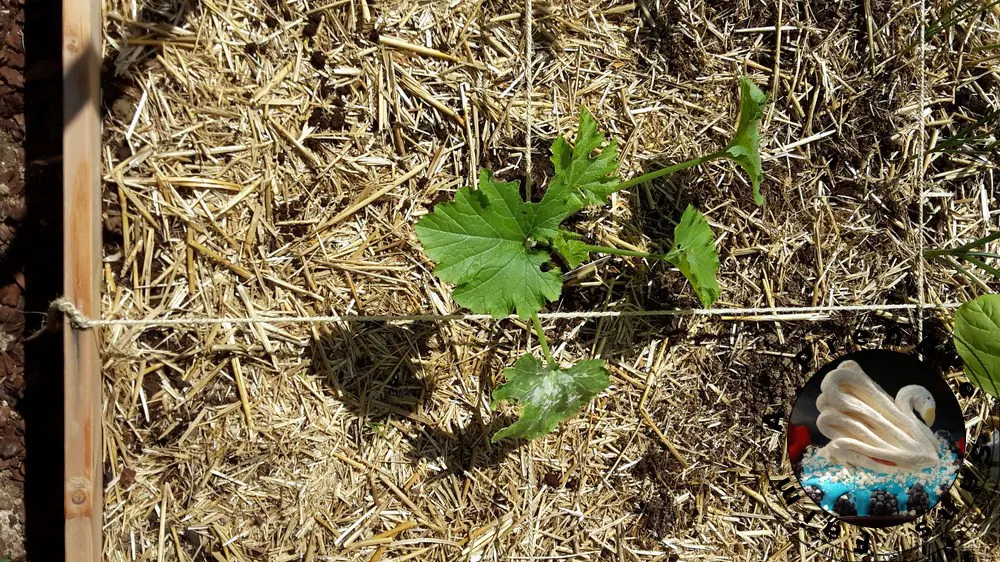 Tout savoir sur les courgettes (pas à pas en photos)