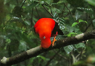 Andean Cock-of-the-rock