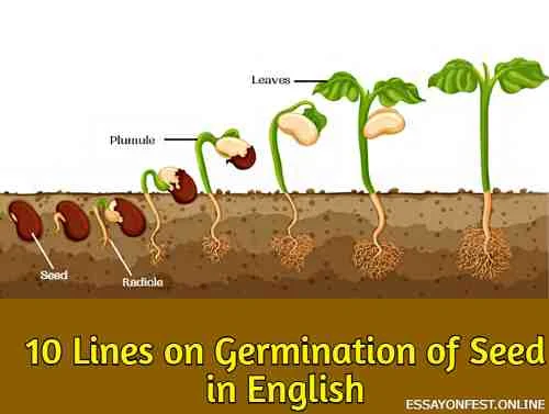 10 Lines on Germination of Seed in English