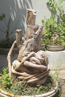 bahan bonsai hasil buruan