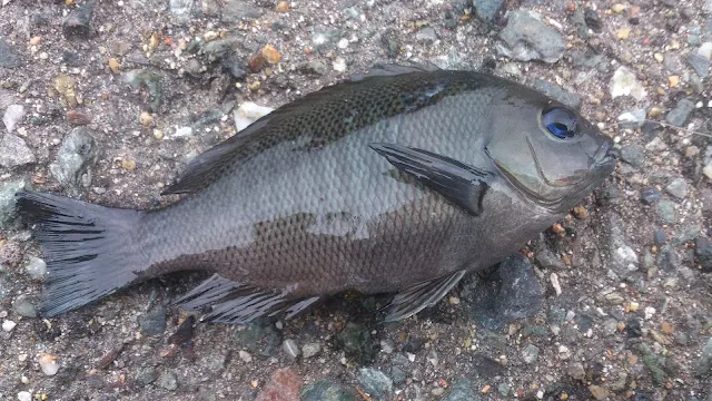 湾内に住み着く小さなメジナです。