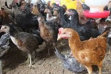 keunggulan dan kelebihan beternak ayam kampung