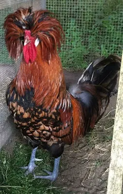 Por mais que a preocupação com a aparência e a vaidade são invenções humanas, tem muito bicho por aí um show quando o assunto é "cabelo".