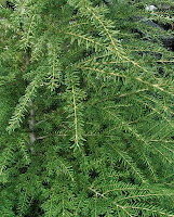 tsuga heterophylla western hemlock