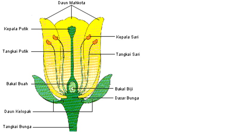 gambar bunga sempurna dan bagiannya