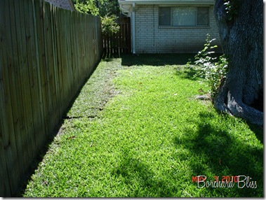 Backyard Reno 019
