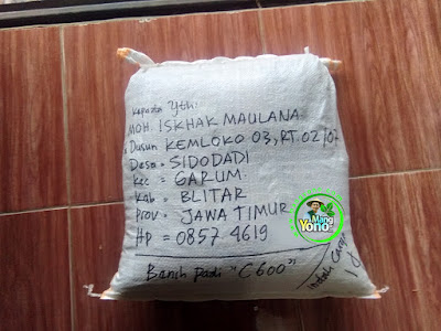 Benih Padi Pesanan  MOH. ISKHAK M. Blitar, Jatim  Benih Sesudah di Packing