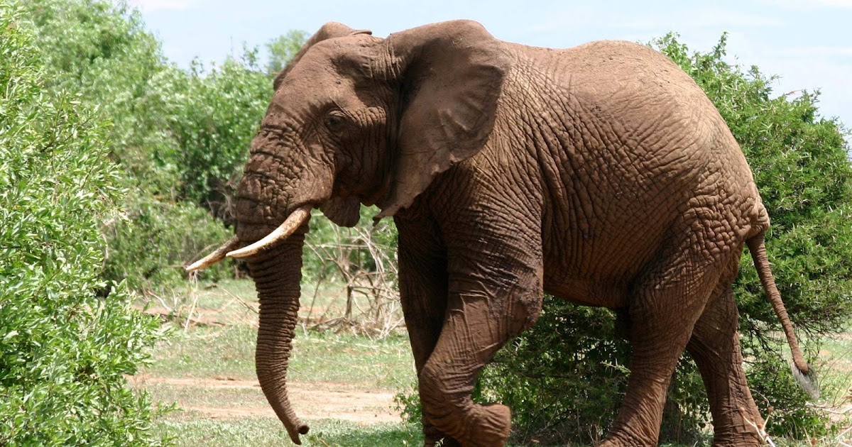 27 Gambar Gajah  Indonesia Yang Keren 