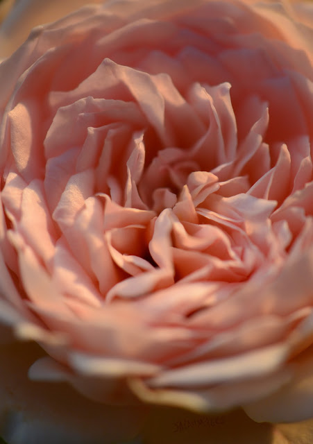 rose, rosebud, sarah myers, photography,heart, center, centre, photograph, nature, plant, flower, garden, beauty, flores, rosa, macro, close-up, bright, brilliant, hybrid, pink, english, Saint Swithin, gentle, storm, petals, ruffles