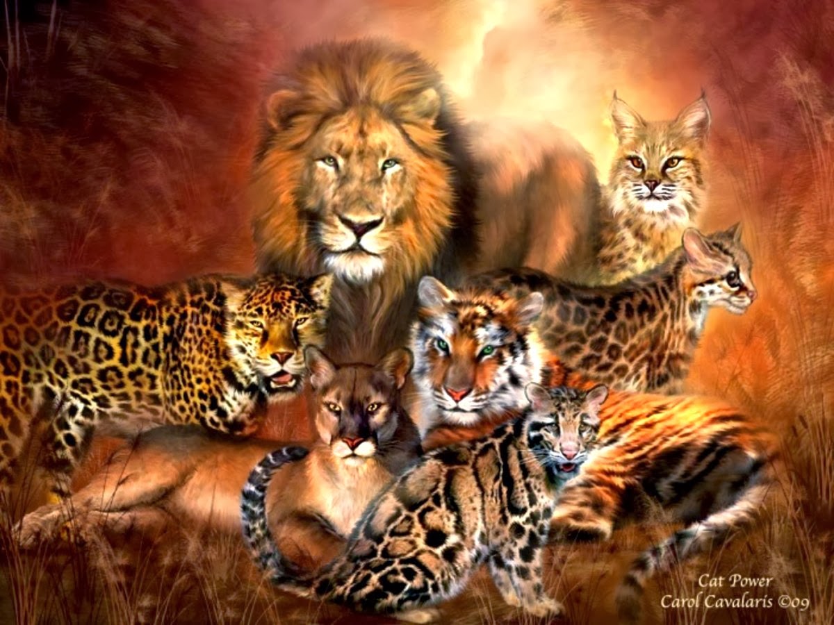 Blog FUAD - Informasi Dikongsi Bersama: The 7 Big Cat Species