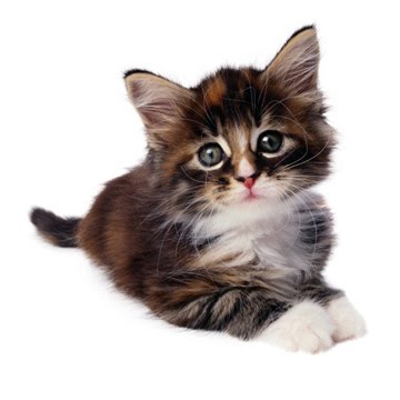 wallpaper kucing lucu. Wallpaper Lucu|Gambar