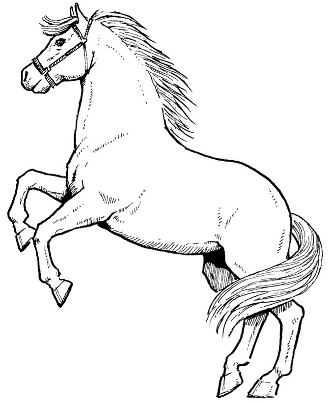 Buku halaman belajar mewarnai binatang kuda untuk anak