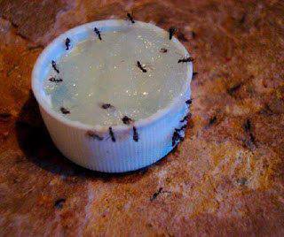 How to get rid of ants permanently