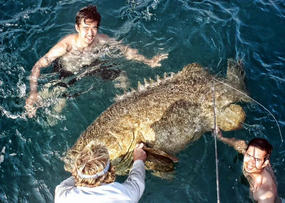 Goliath grouper 