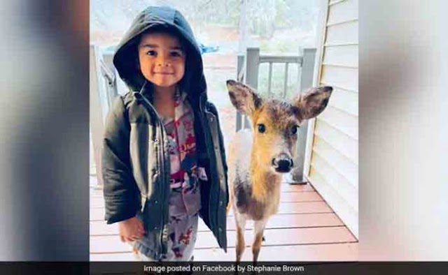 4-Year-Old Goes Out To Play, Comes Back With His New Friend Baby Deer