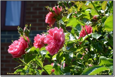 Shots from Home - June