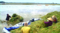 Direndam Banjir, Petani Desa Sejomulyo Juwana, Panen Padi Lebih Awal
