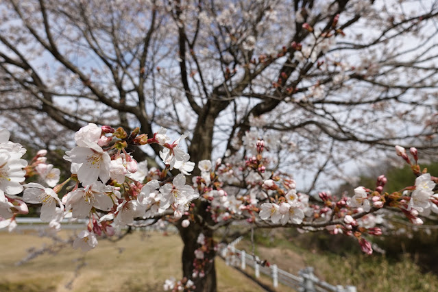 鳥取県西伯郡南部町鶴田 とっとり花回廊 外駐車場 ソメイヨシノ（染井吉野）