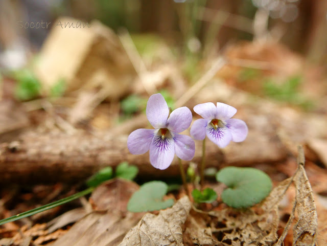 Viola grypoceras