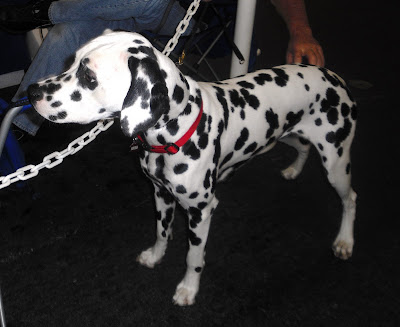 A black spotted dalamtion standing and posing for the photo