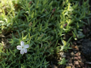 Oeillet de Corse - Dianthus corsicus - Dianthus caryophyllus