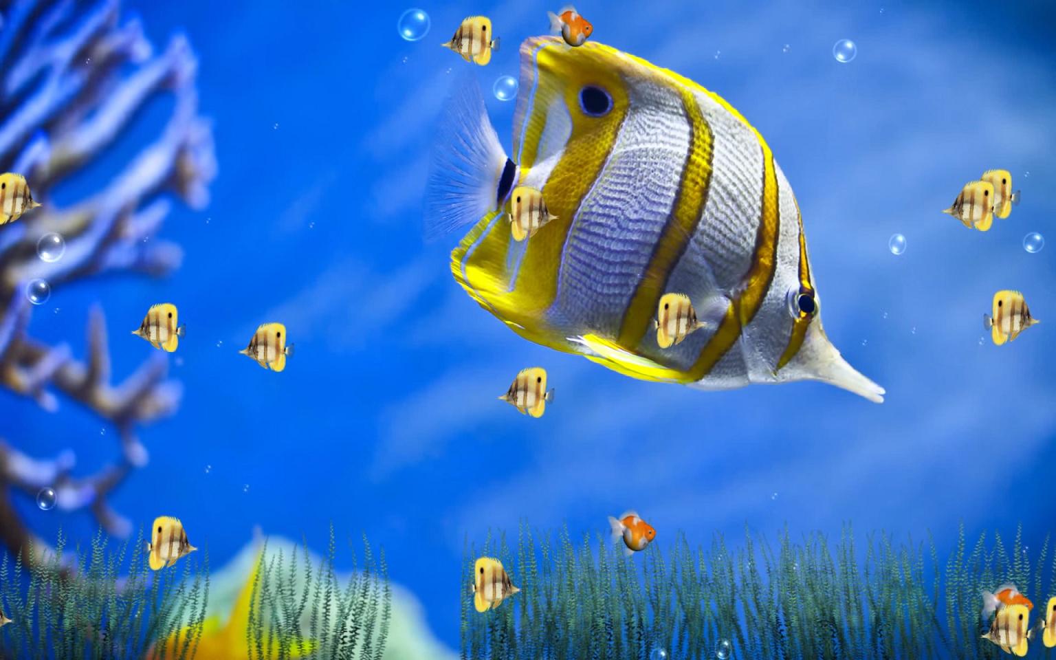 Download Animated Fish Wallpaper - Animated Desktop Wallpaper