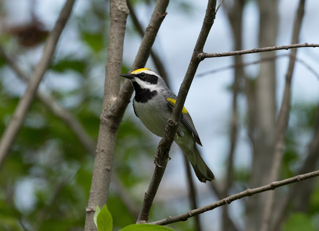 Golden-winged Warbler - Shumsky Road, Michigan, USA