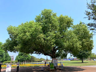 木曽三川公園センター　ミストツリー　岐阜県海津市