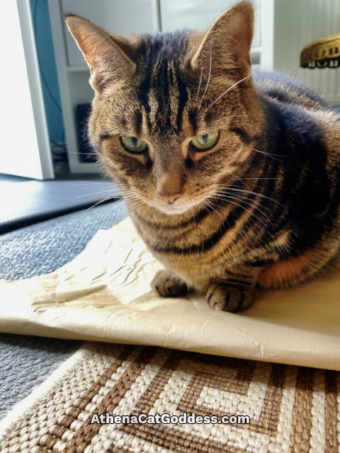 tabby cat sitting on parcel paper