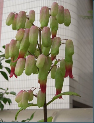 clip_image001