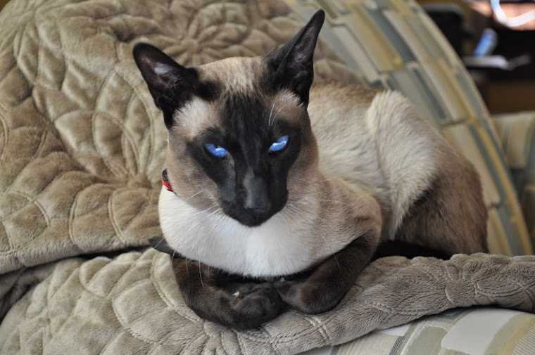 Carolina Blues Cattery Siamese Kittens for Sale: Siamese ...