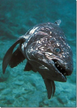 celacanto