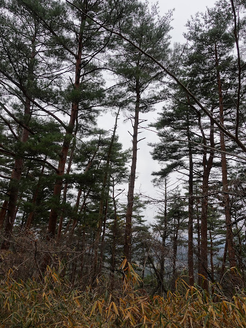 大山希望ヶ丘の一番上の道からの眺望