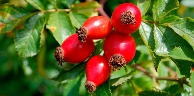 🍃5 bimë që eliminojnë dhimbjet e kokës 🍃