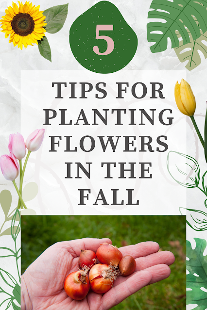 5 Tips for Planting Flowers in the Fall - Tulip Bulbs