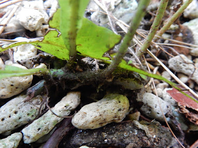萊氏線蕨的根莖及葉柄
