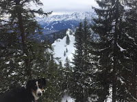 Schneeschuhwanderung mit Hund auf den Laber bei Oberammergau in den bayerischen Voralpen