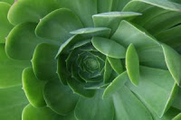 extreme close-up of a incredible flower