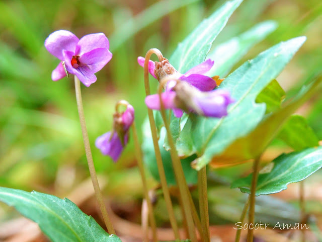 Viola violacea