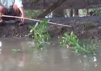 cara mancing ikan gabus cara unik umpan itik anak bebek kecil