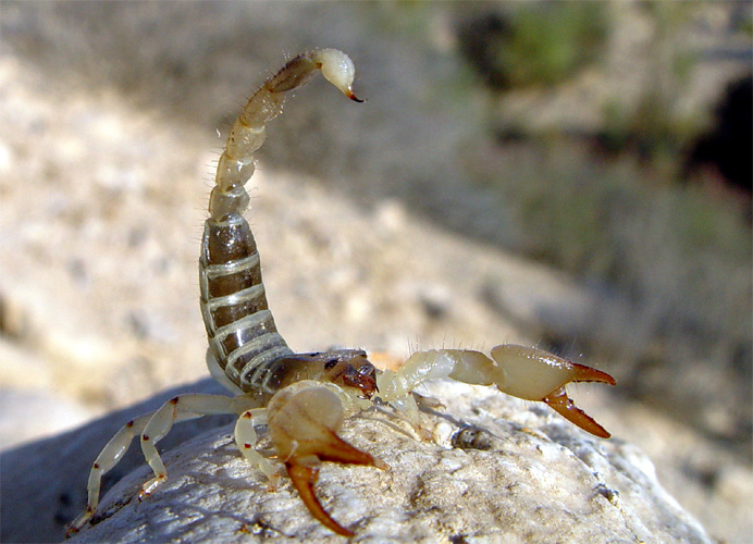 schorpioen (scorpio maurus palmatus), foto guy haimovitch