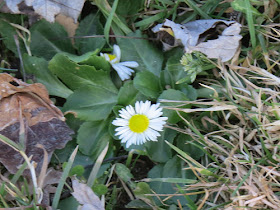 English Daisy