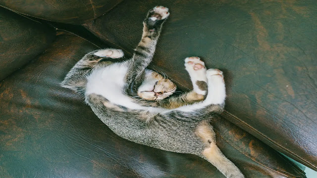 Snoring Cat