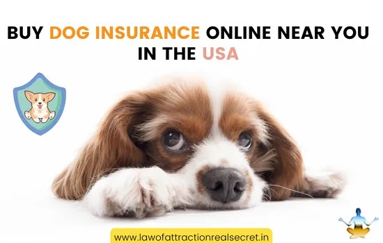 buy dog insurance online, should you get dog insurance, esurance dog insurance, the best dog insurance companies, best value dog insurance, best dog insurance usa, dog insurance quote comparison, dog insurance with wellness, medicare dog insurance, dog insurance multiple dogs, dog insurance Utah, best dog insurance nc, dog insurance Houston, dog insurance Oregon, puppy dog insurance, dog insurance Illinois, best price dog insurance, dog insurance Louisiana, dog insurance las vegas, dog insurance, is there insurance for dogs, how much pet insurance, how much dog insurance, how much does dog insurance cost,