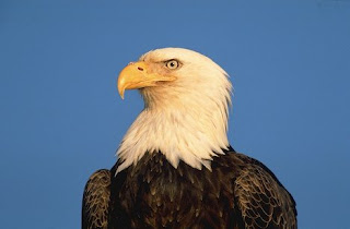 Eagle Bird Pictures