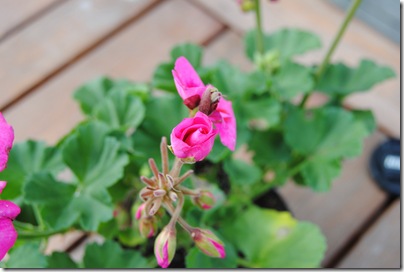 Pac Flower Fairy Berry bud