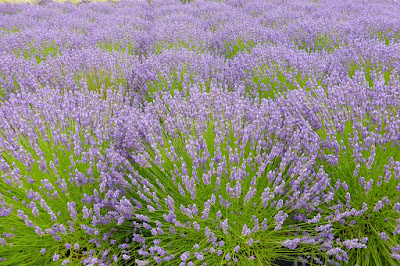 bee, bees, lavender, Oregon, McKenzie River, Walterville, Leaburg, summer, flower, Cascades, Willamette Valley, lavender farm, honeybee