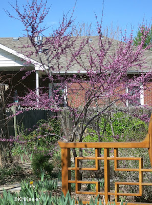 Cercis canadensis, redbud